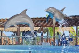 Dolphin Discovery Playa del Carmen