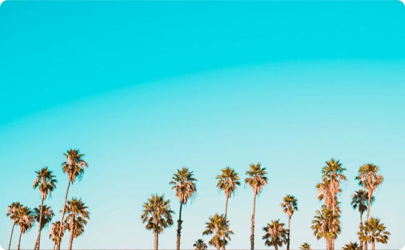 Palm trees and blue sky in California